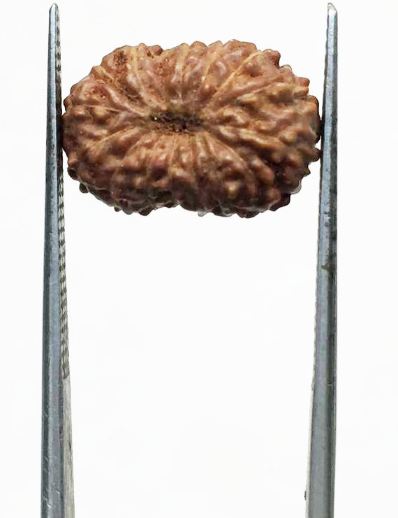 14 Mukhi Indonesian Rudraksha